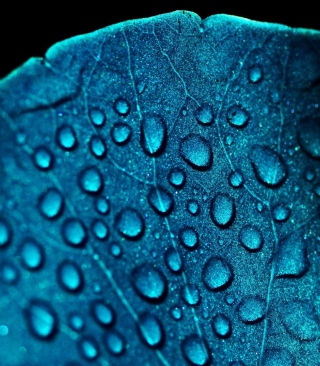 Macro Water Drops On Blue Leaf - Obrázkek zdarma pro Nokia X1-00