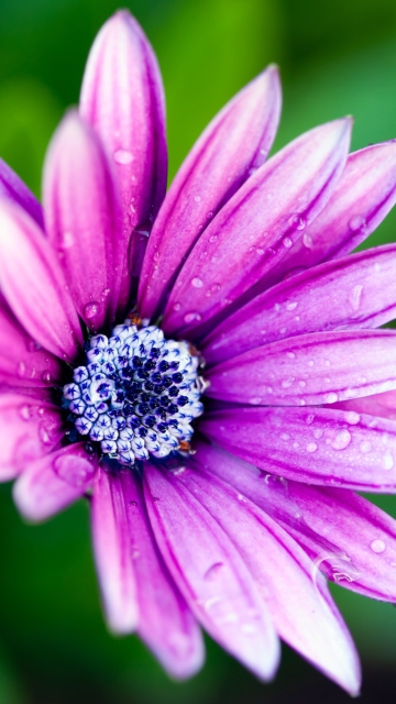 Das Wet Daisy Wallpaper 360x640