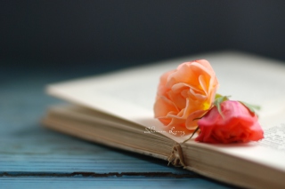 Book Of Roses - Obrázkek zdarma pro LG Nexus 5