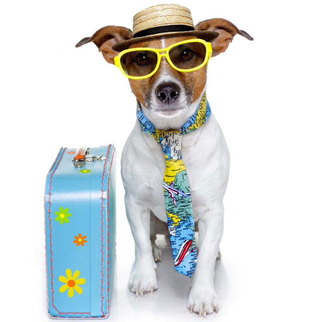 Обои Funny dog going on holiday 1024x1024