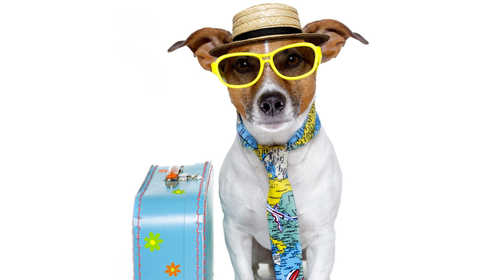 Funny dog going on holiday wallpaper 1600x900