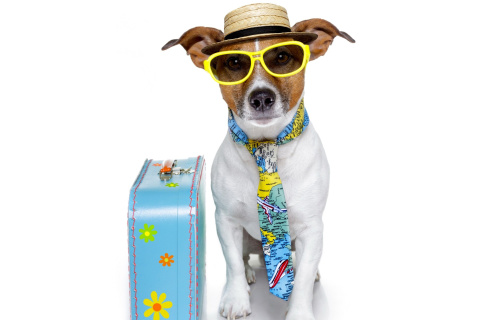 Das Funny dog going on holiday Wallpaper 480x320
