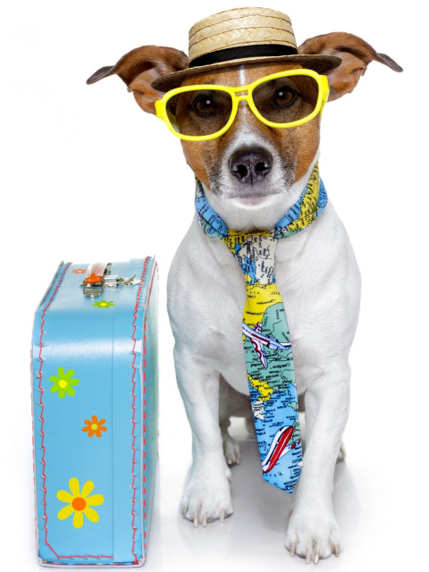 Funny dog going on holiday wallpaper 480x640
