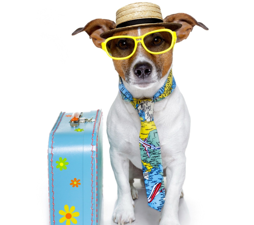 Funny dog going on holiday wallpaper 960x854