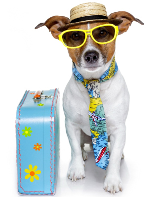 Funny dog going on holiday sfondi gratuiti per Nokia Asha 503
