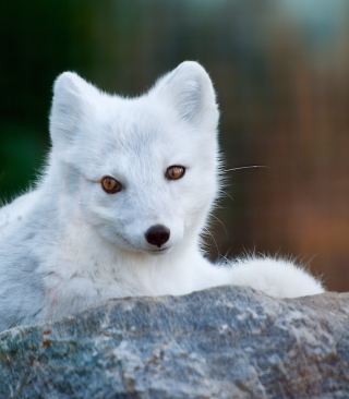 Arctic Fox - Obrázkek zdarma pro 320x480