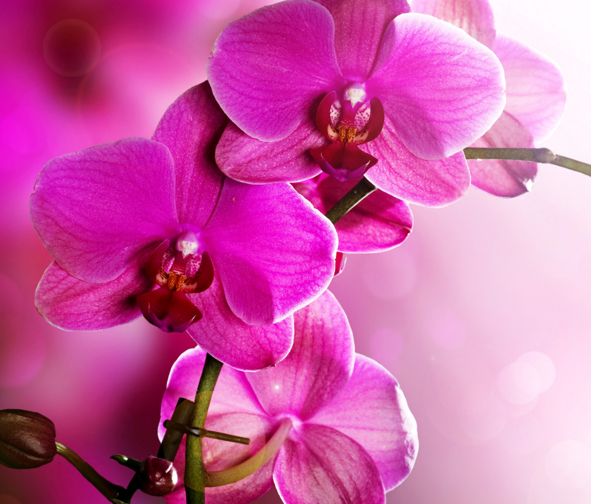 Screenshot №1 pro téma Phalaenopsis, Pink Orchids 1200x1024
