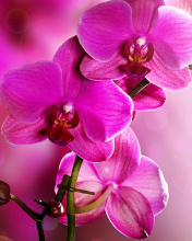 Fondo de pantalla Phalaenopsis, Pink Orchids 176x220