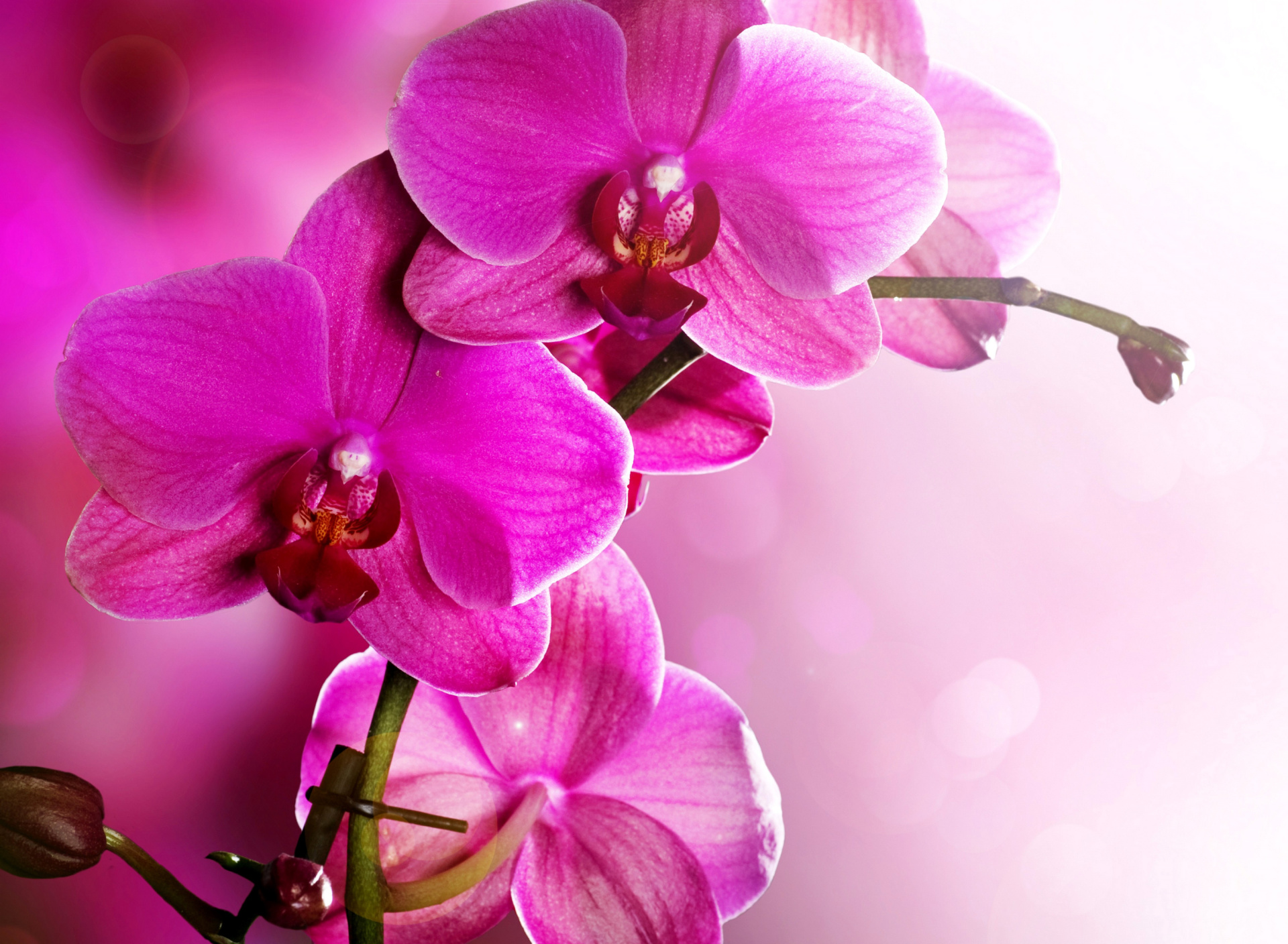 Обои Phalaenopsis, Pink Orchids 1920x1408