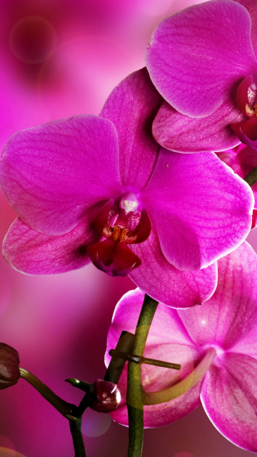 Sfondi Phalaenopsis, Pink Orchids 360x640