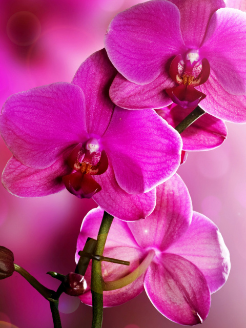 Fondo de pantalla Phalaenopsis, Pink Orchids 480x640