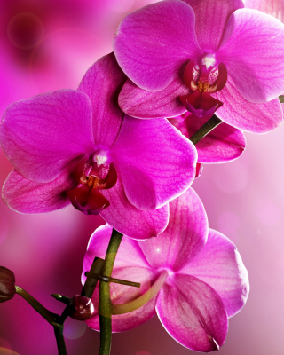 Phalaenopsis, Pink Orchids - Obrázkek zdarma pro Nokia Asha 309