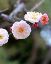 Обои Blooming Apple Tree 176x220