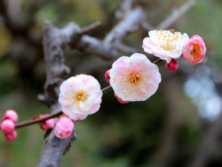 Blooming Apple Tree screenshot #1 320x240