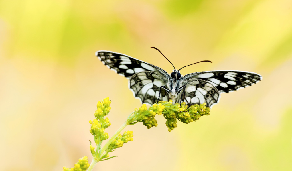 Das Yellow Butterfly Background Wallpaper 1024x600