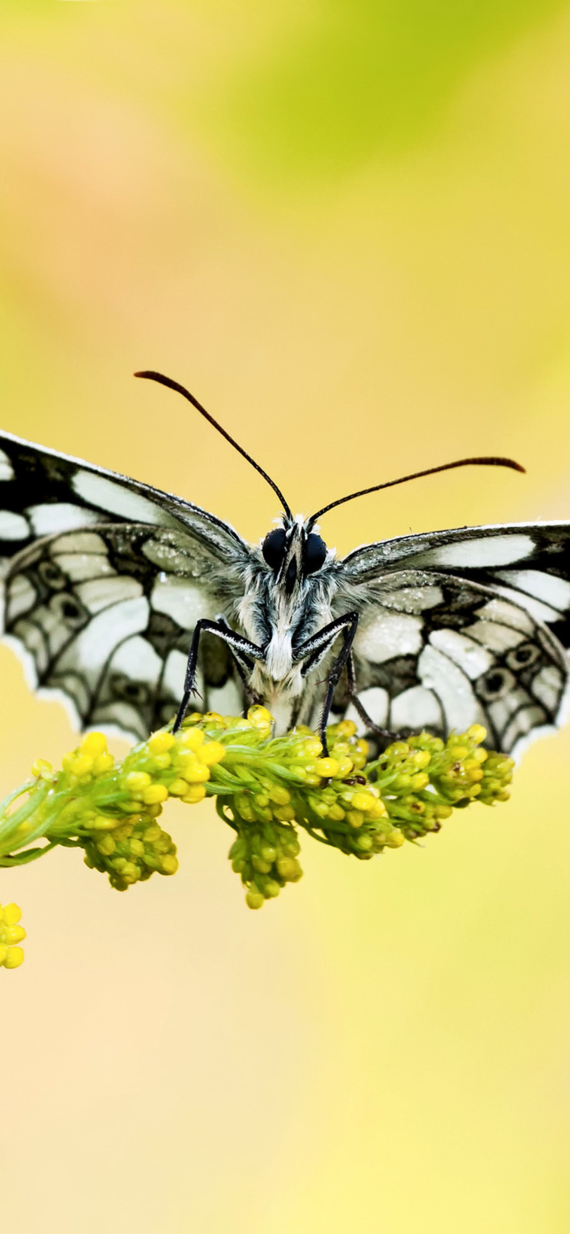 Das Yellow Butterfly Background Wallpaper 1170x2532