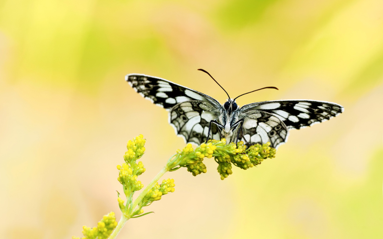Yellow Butterfly Background wallpaper 1280x800