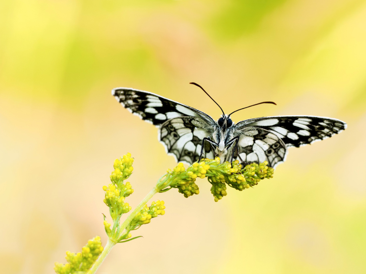 Yellow Butterfly Background wallpaper 1280x960