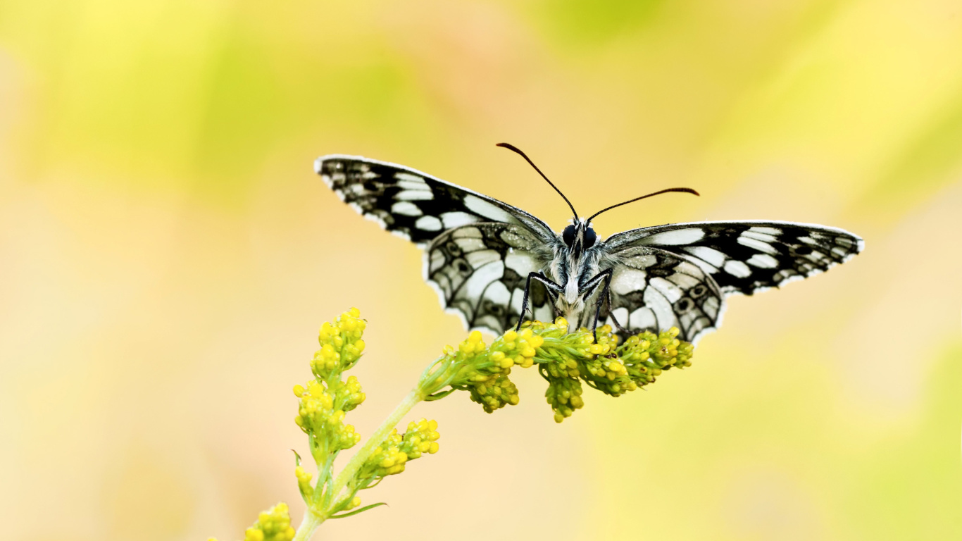 Yellow Butterfly Background wallpaper 1366x768