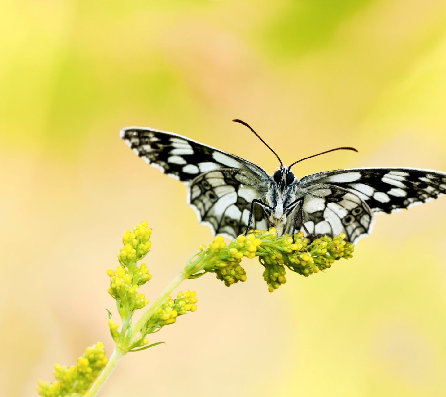 Screenshot №1 pro téma Yellow Butterfly Background 1440x1280
