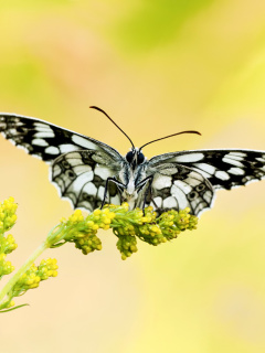 Yellow Butterfly Background wallpaper 240x320