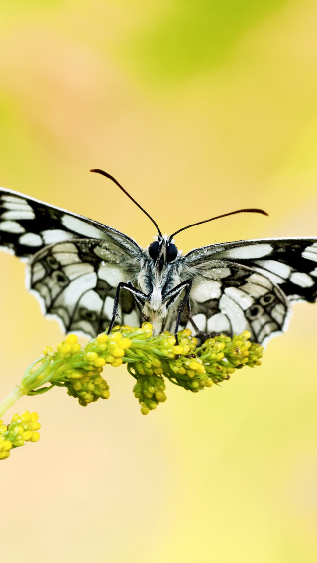 Yellow Butterfly Background wallpaper 640x1136