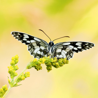 Yellow Butterfly Background sfondi gratuiti per 1024x1024