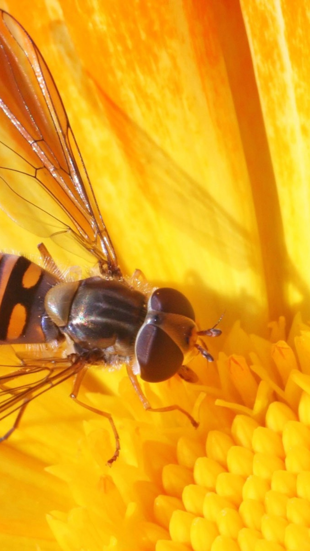 Screenshot №1 pro téma Bee On Flower 1080x1920