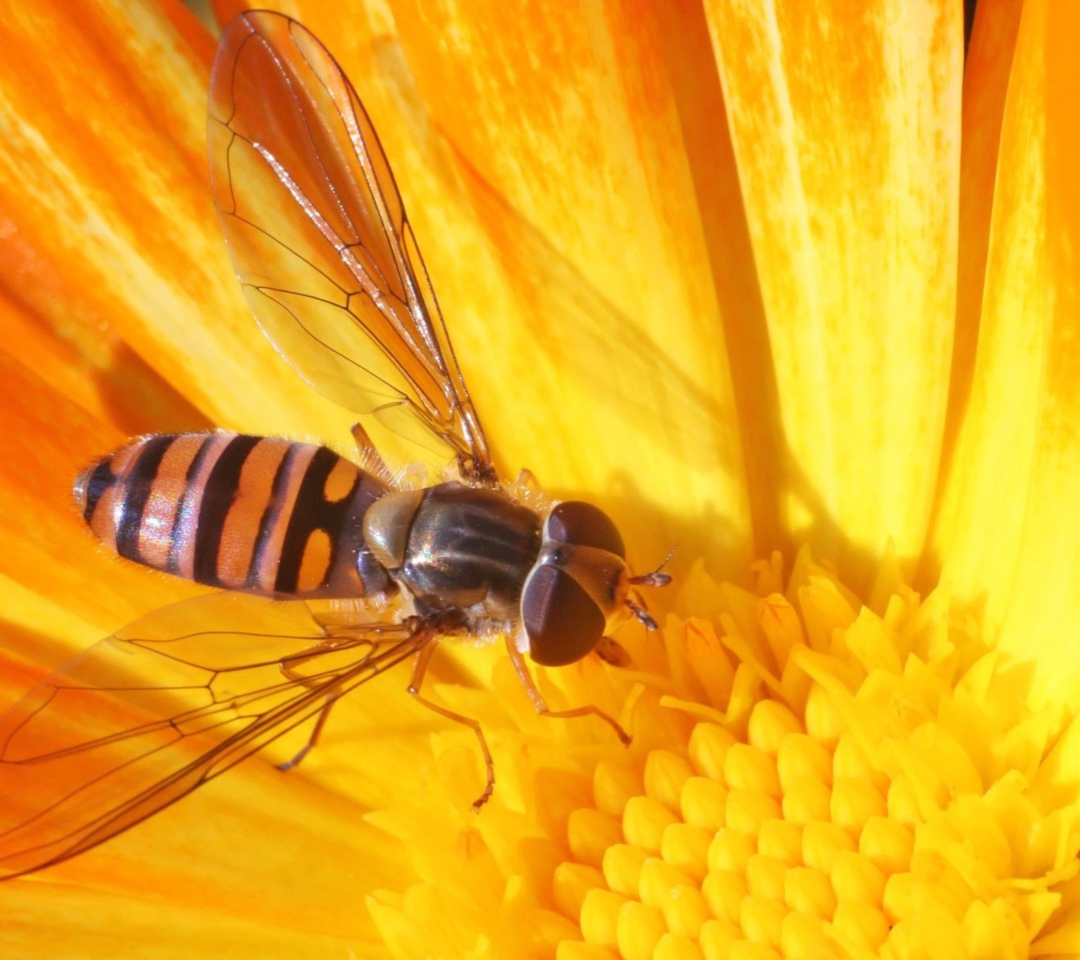 Bee On Flower wallpaper 1080x960