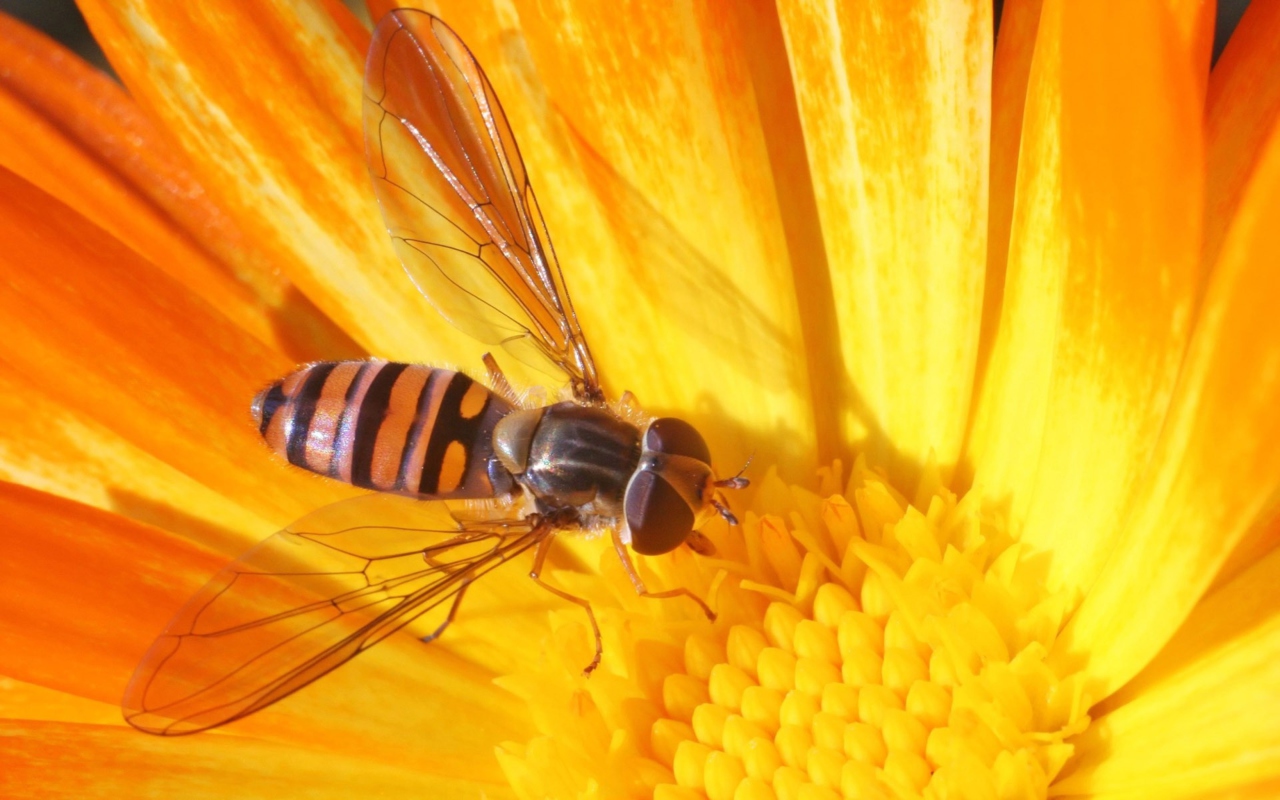 Screenshot №1 pro téma Bee On Flower 1280x800