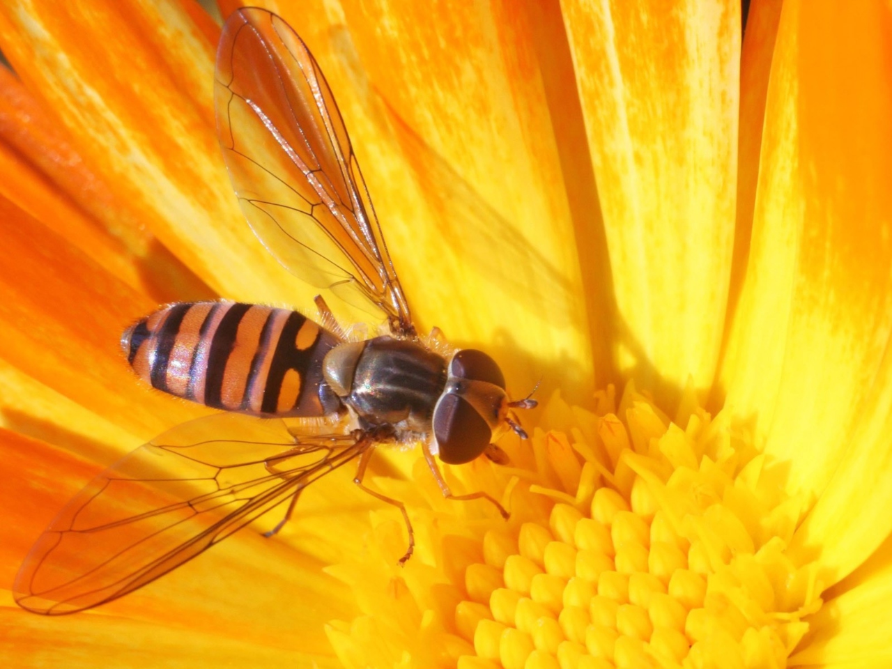 Das Bee On Flower Wallpaper 1280x960