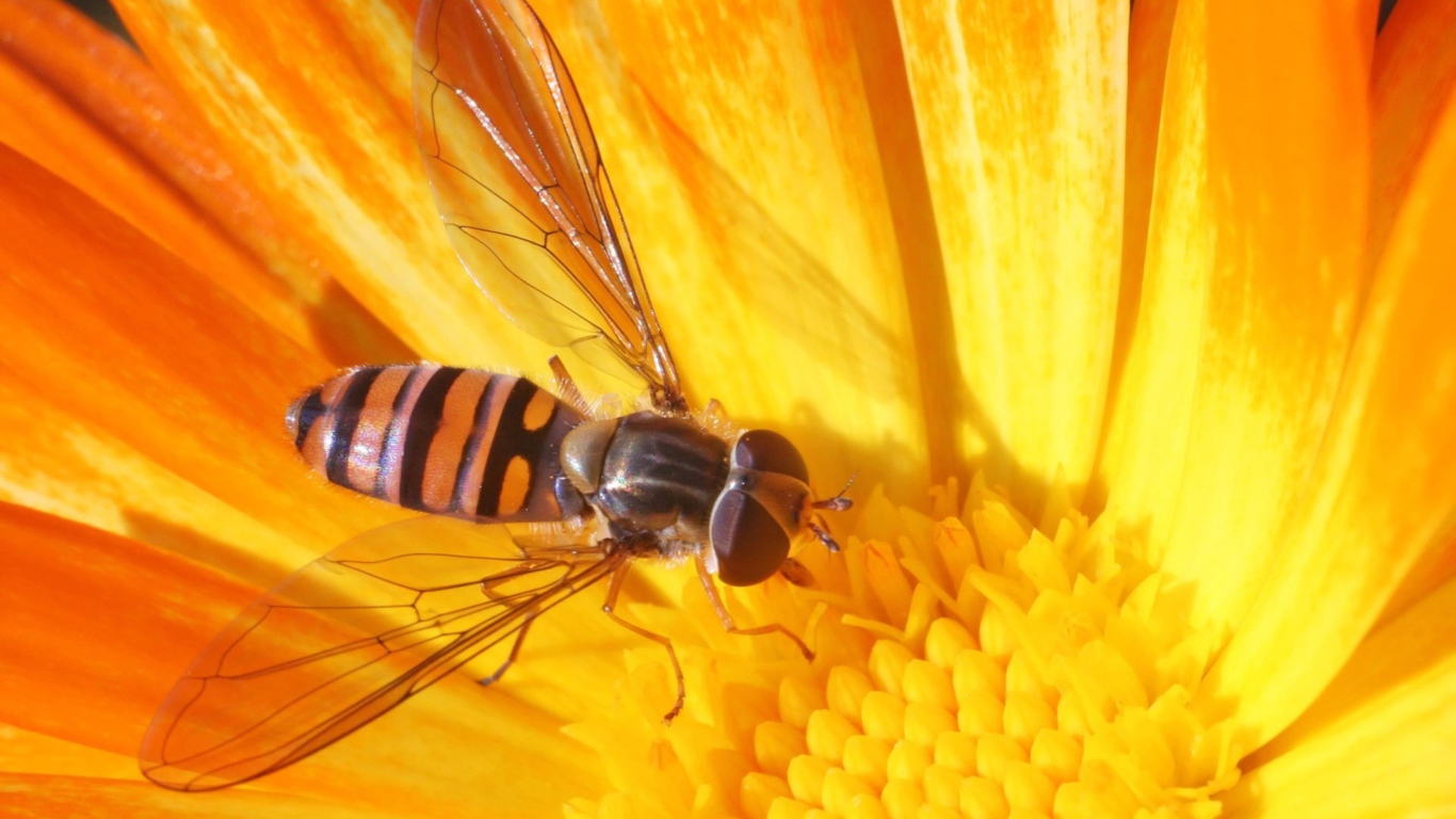 Sfondi Bee On Flower 1366x768