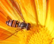 Das Bee On Flower Wallpaper 176x144