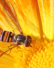 Обои Bee On Flower 176x220