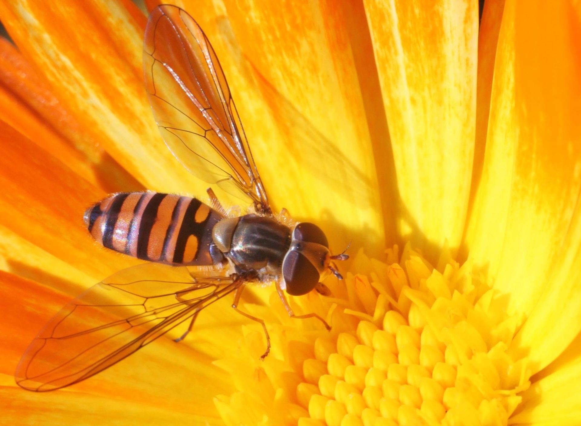 Fondo de pantalla Bee On Flower 1920x1408