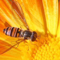 Обои Bee On Flower 208x208