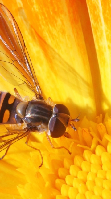 Bee On Flower screenshot #1 360x640