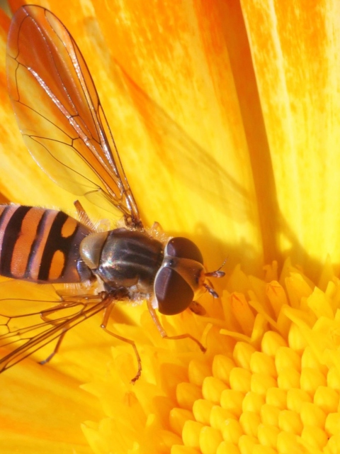 Bee On Flower wallpaper 480x640