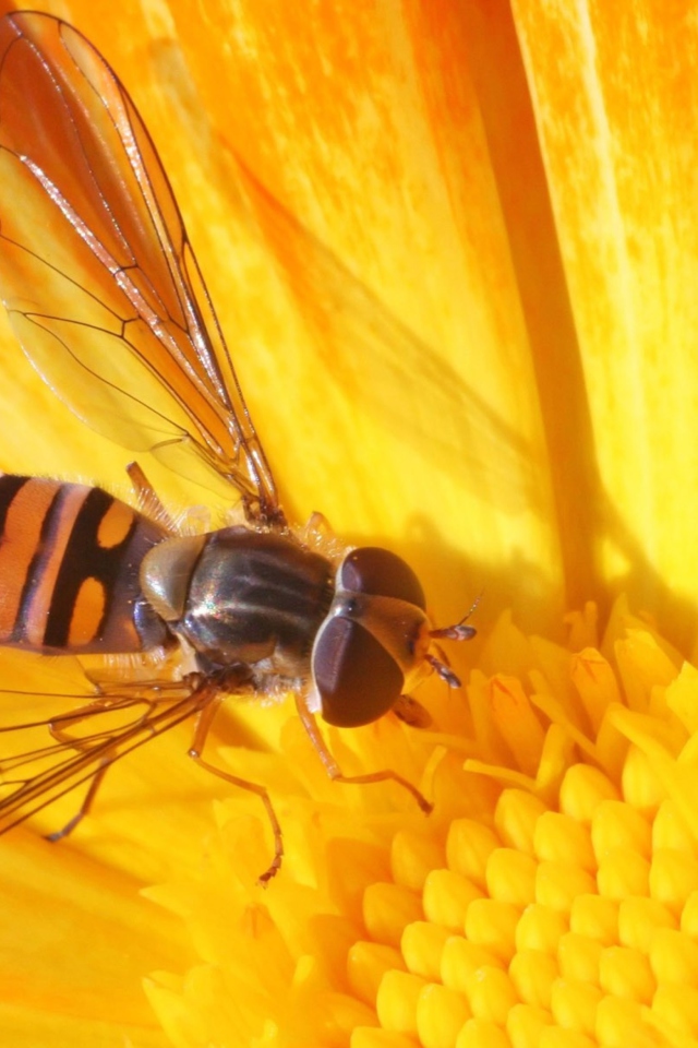 Screenshot №1 pro téma Bee On Flower 640x960