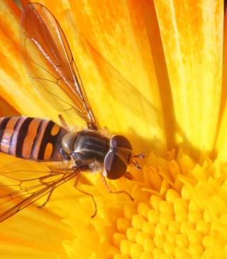 Bee On Flower sfondi gratuiti per 640x1136