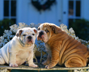 Screenshot №1 pro téma Shar Pei Dogs 176x144