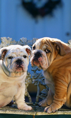 Screenshot №1 pro téma Shar Pei Dogs 240x400