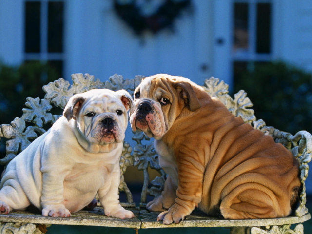 Screenshot №1 pro téma Shar Pei Dogs 640x480