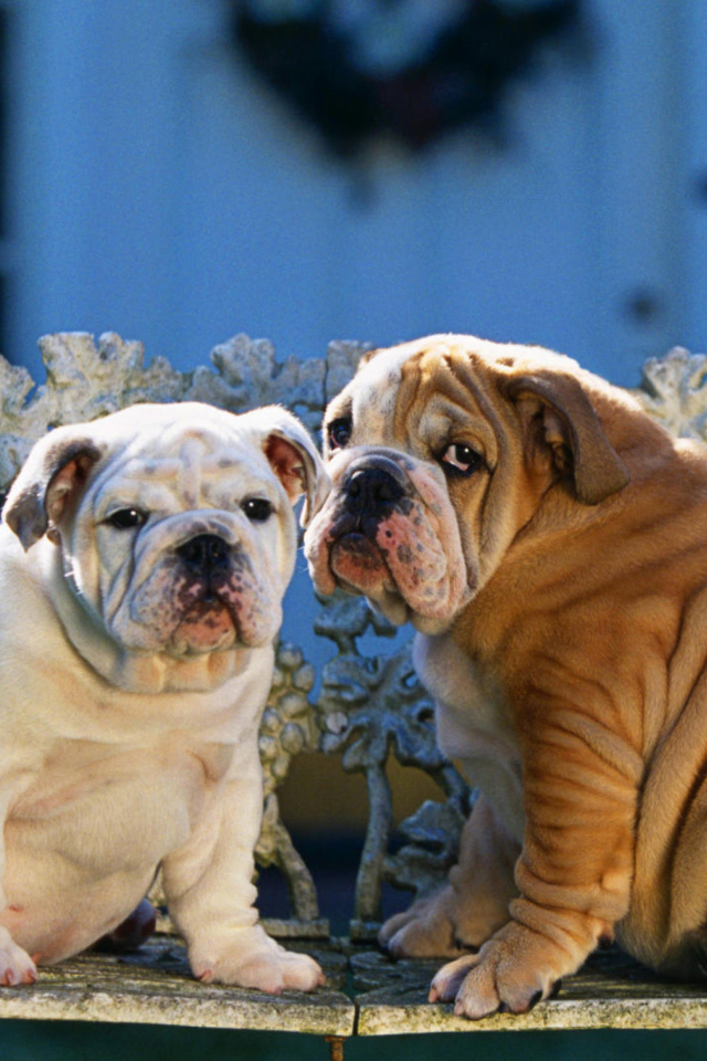 Screenshot №1 pro téma Shar Pei Dogs 640x960