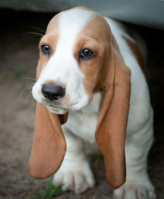 Puppy Cute Dog - Obrázkek zdarma pro iPhone 5