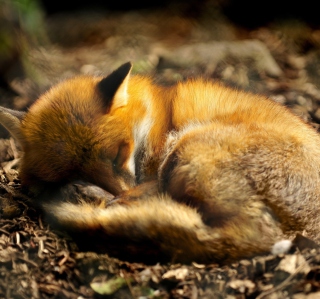 Little Fox - Obrázkek zdarma pro iPad Air