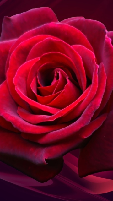 Fondo de pantalla Red Rose 360x640