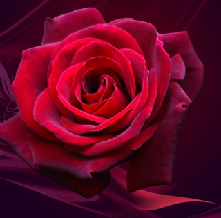 Red Rose - Obrázkek zdarma pro 208x208