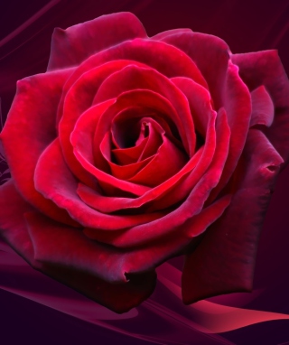 Red Rose papel de parede para celular para Nokia X6
