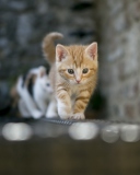 Kitten On Fence screenshot #1 128x160